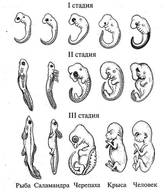 Сходство начальных стадий эмбрионального развития позвоночных
