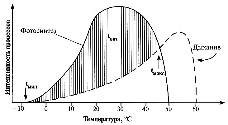 Схема зависимости фотосинтеза и дыхания растения от температуры