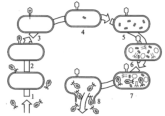 Схема цикла размножения бактериофага