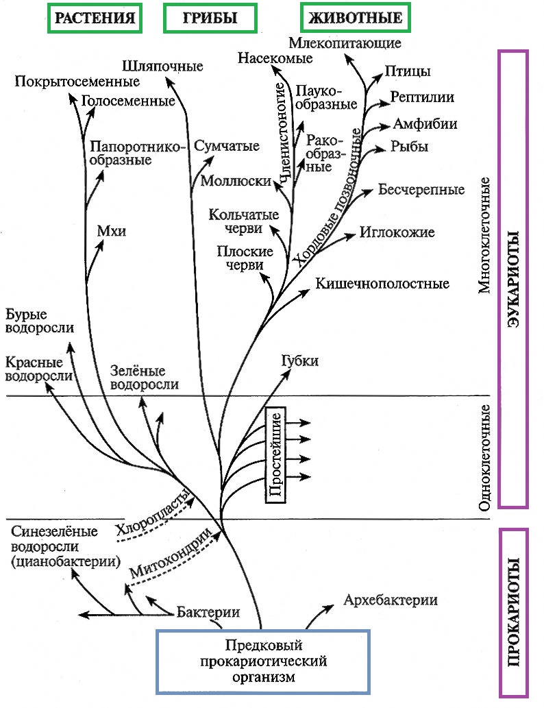 Начальные этапы развития жизни 9. Этапы эволюции развития животных схема.