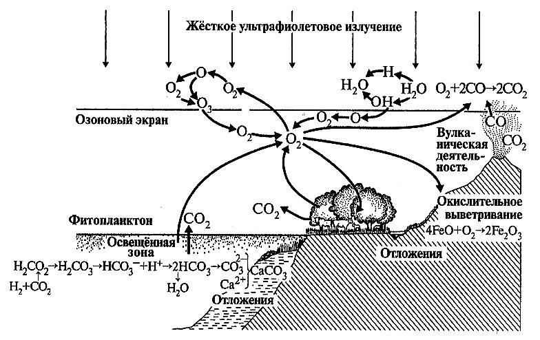 Круговорот кислорода процессы. Круговорот кислорода в биосфере схема. Схема круговорота кислорода в биосфере схема. Круговорот пкислородав биосфере. Биогеохимический круговорот кислорода.